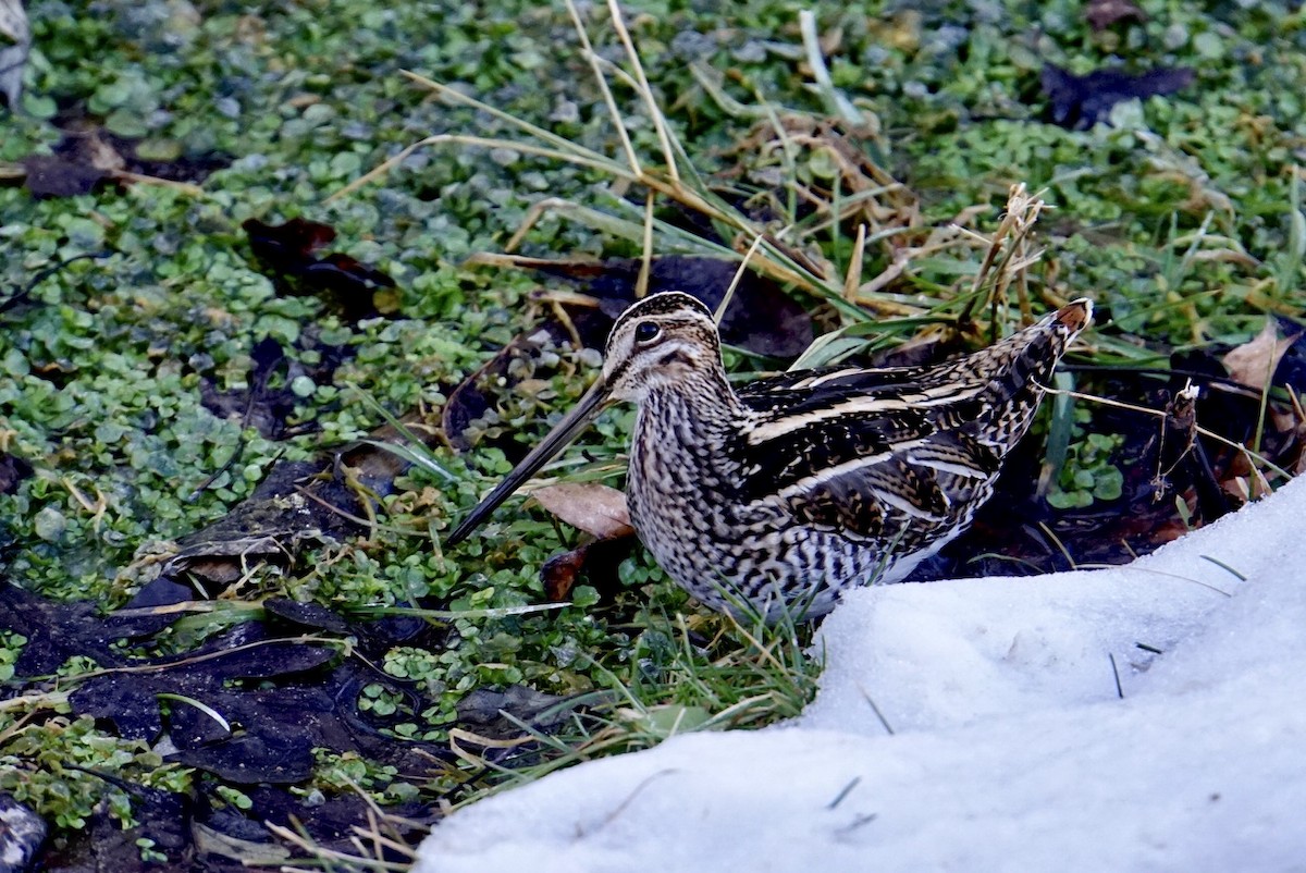 Wilson's Snipe - ML81462661