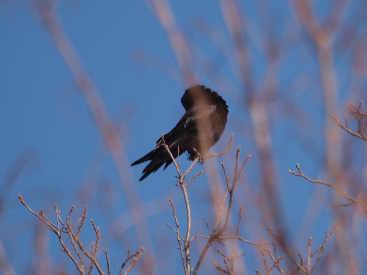 Common Raven - ML81463941