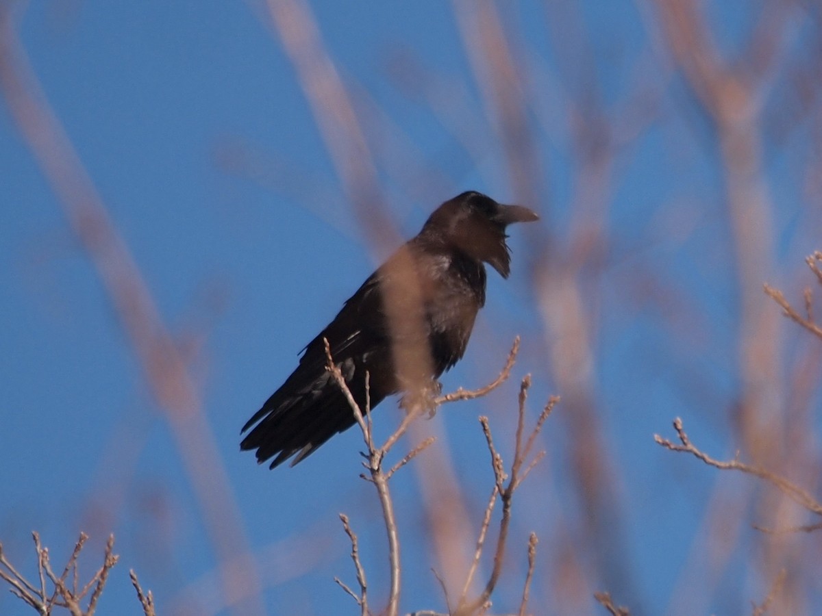 Common Raven - ML81463951