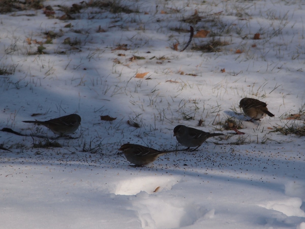 White-crowned Sparrow - Joshua Snodgrass