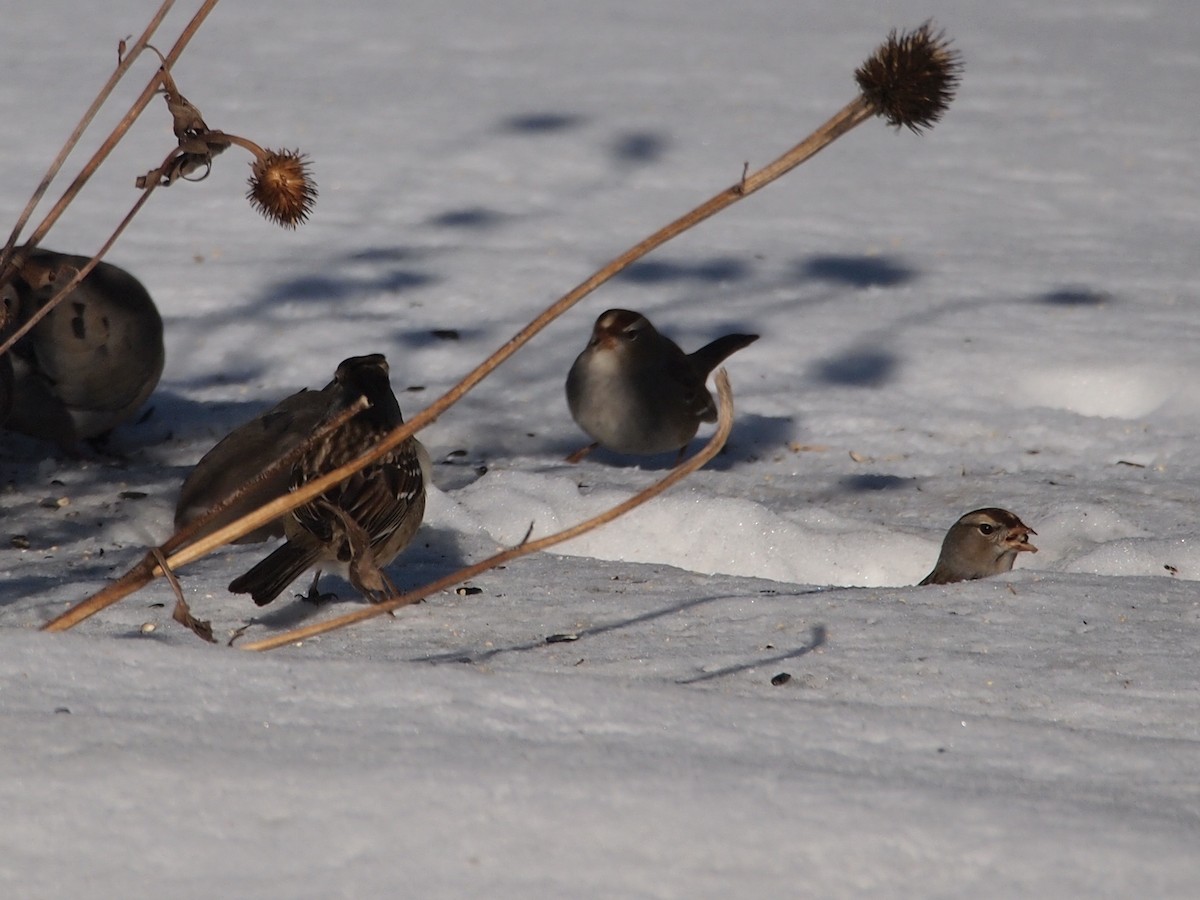 White-crowned Sparrow - ML81464021