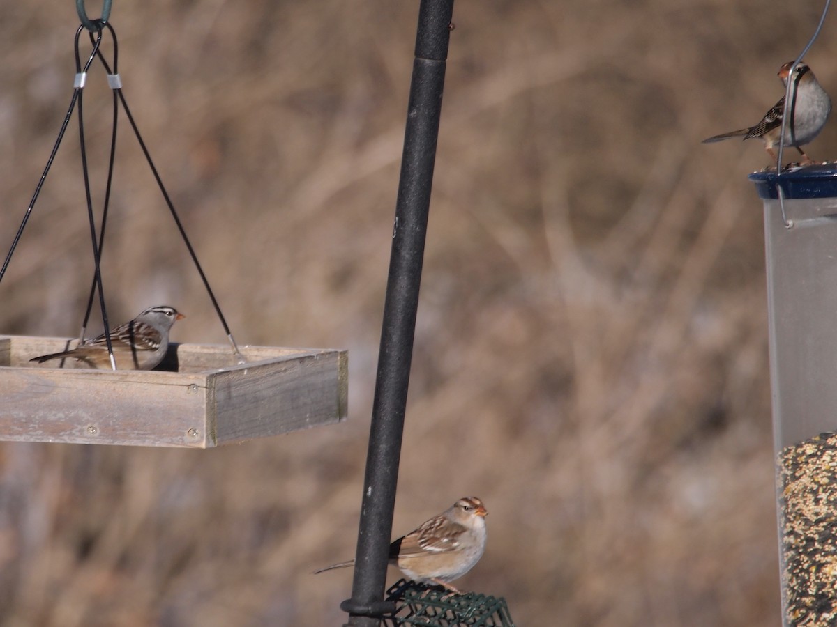 White-crowned Sparrow - ML81464031