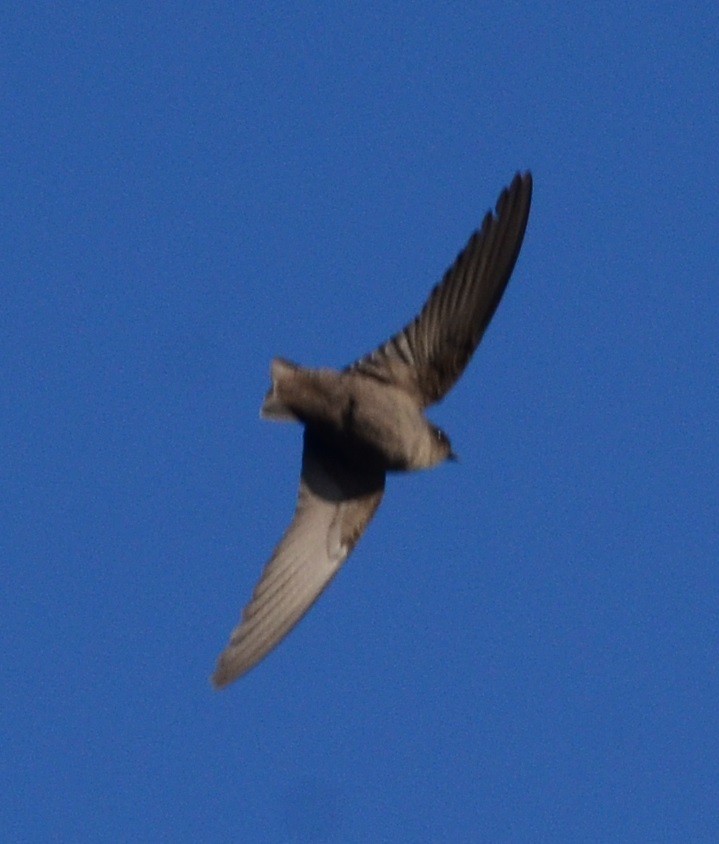 Dusky Crag-Martin - ML81464801