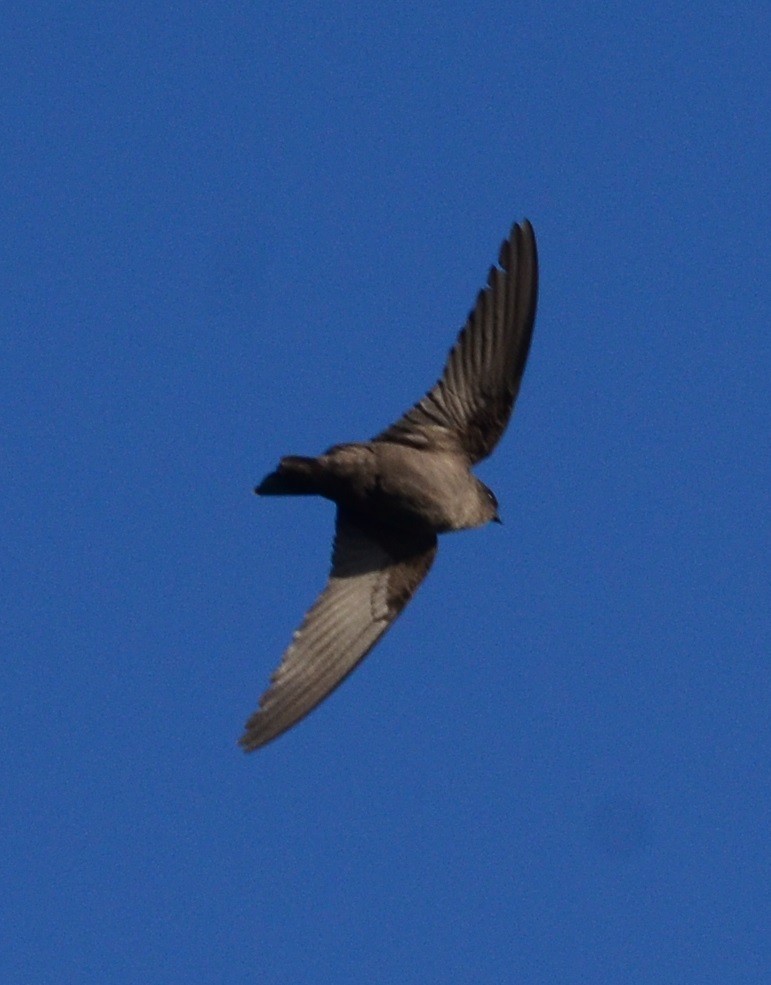 Dusky Crag-Martin - ML81464831