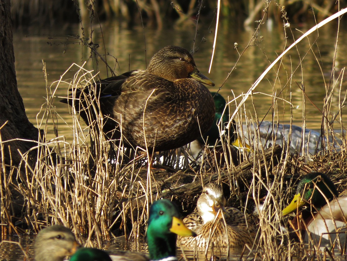 Canard noir - ML81464921