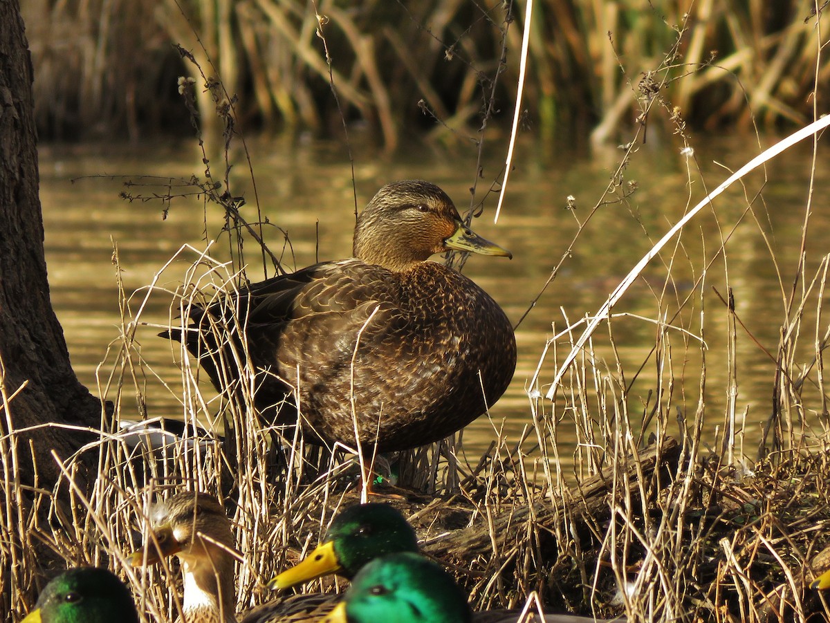 Canard noir - ML81464931