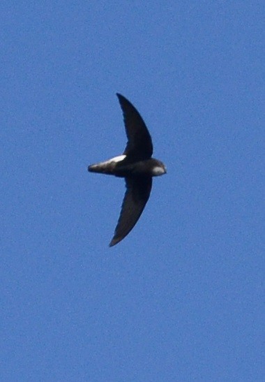 Little Swift - ML81465051