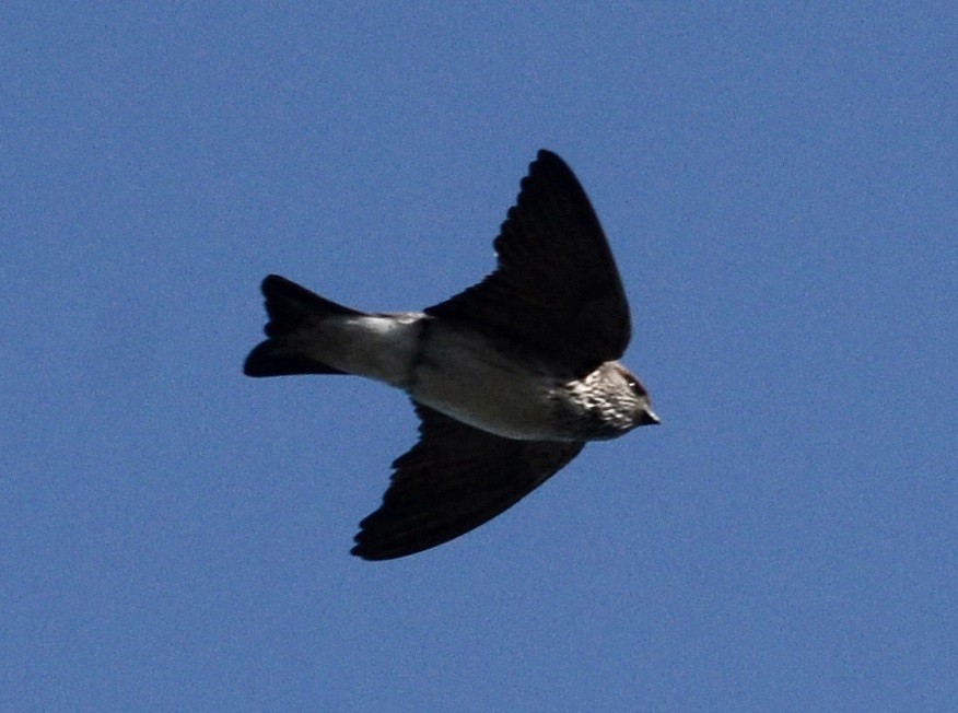 Streak-throated Swallow - ML81465151