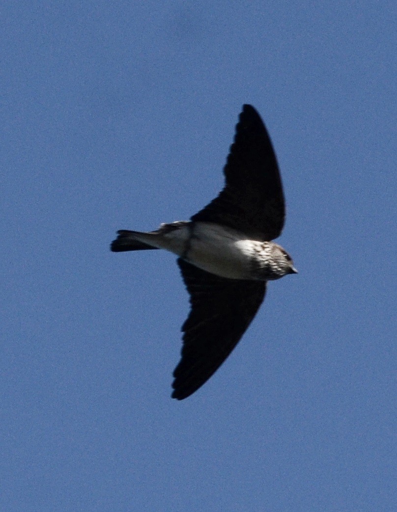 Streak-throated Swallow - ML81465181