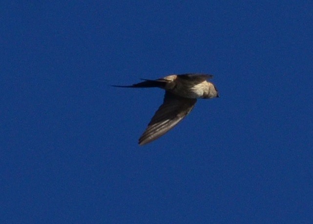 Red-rumped Swallow - ML81465361