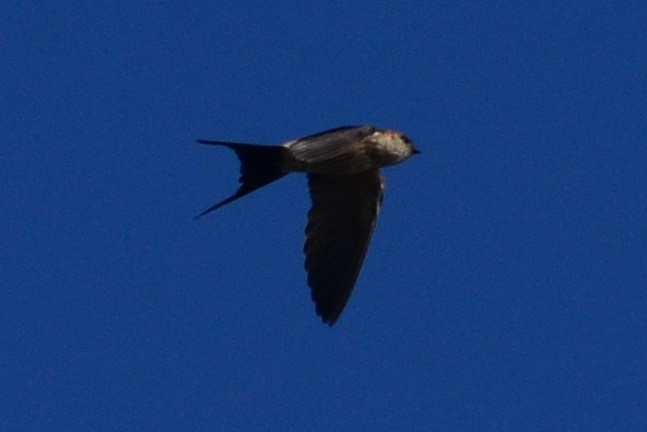 Red-rumped Swallow - ML81465371