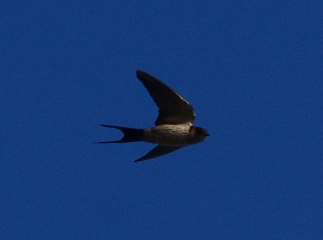 Red-rumped Swallow - ML81465381