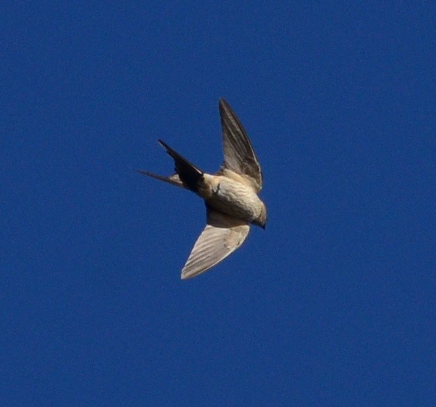 Red-rumped Swallow - ML81465391