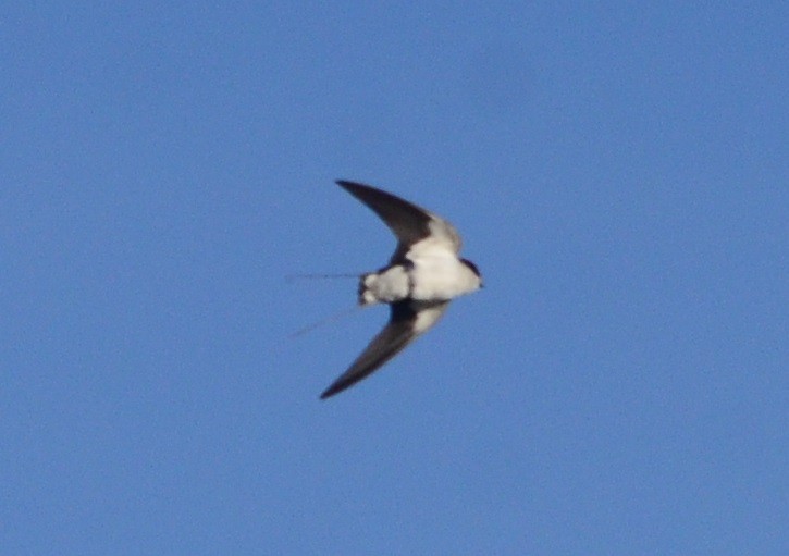 Wire-tailed Swallow - ML81465571