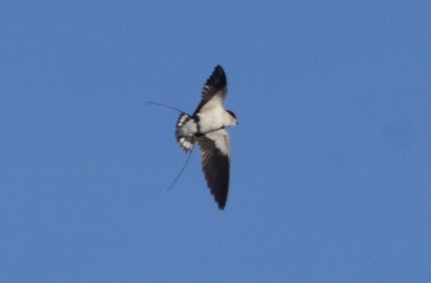 Wire-tailed Swallow - ML81465581