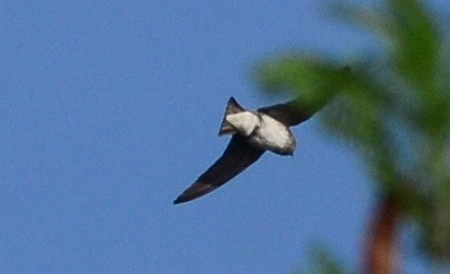 Wire-tailed Swallow - ML81465611