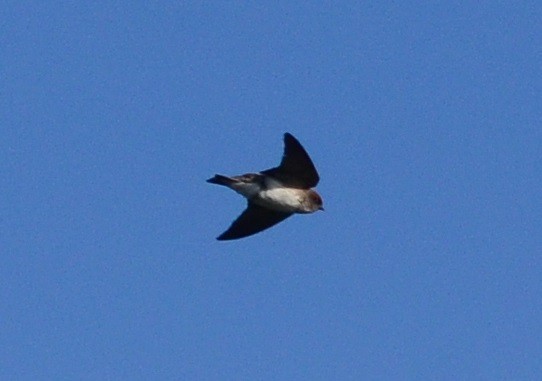 Wire-tailed Swallow - ML81465621