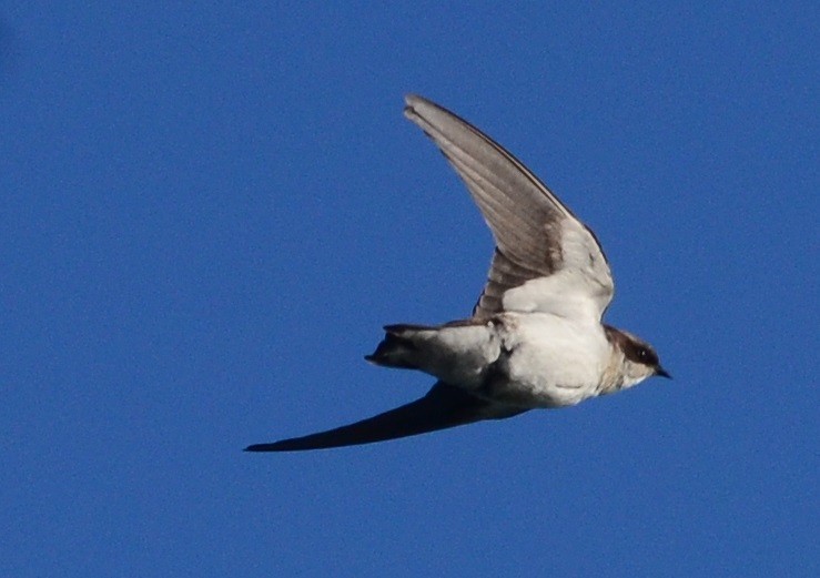 Wire-tailed Swallow - ML81465631