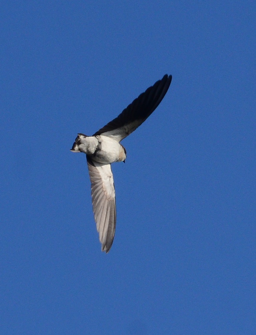 Wire-tailed Swallow - ML81465641