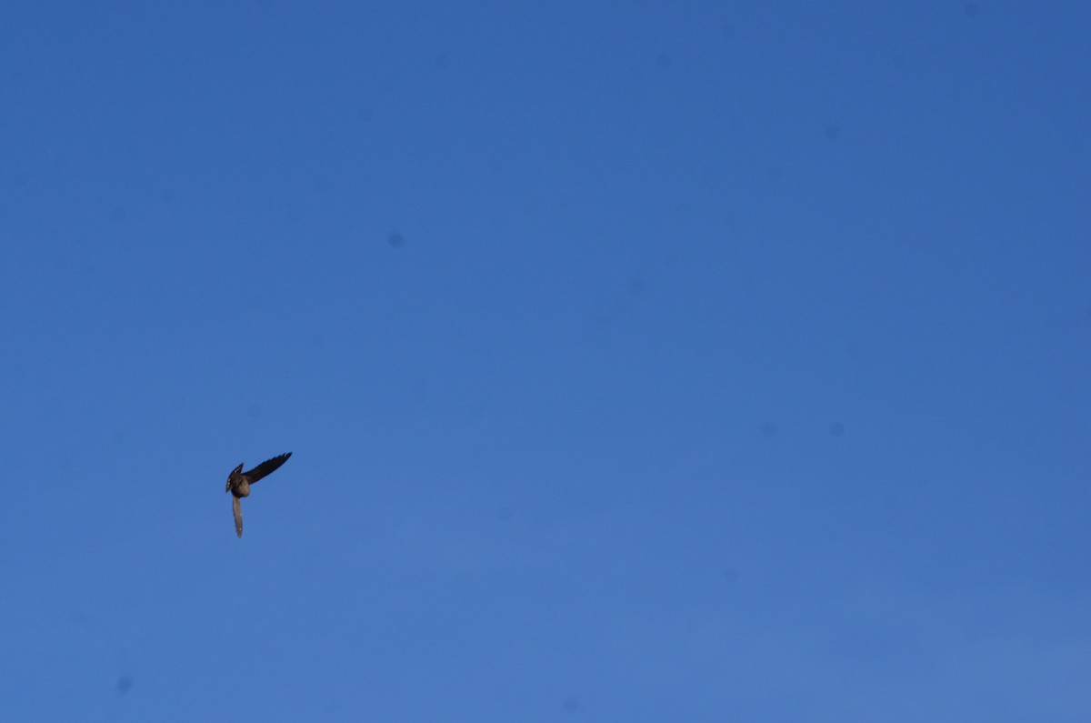 Wire-tailed Swallow - ML81465671