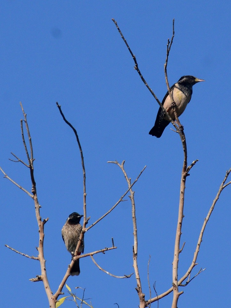 Red-vented Bulbul - ML81465881