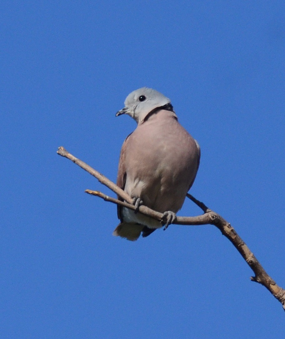 Red Collared-Dove - ML81466221