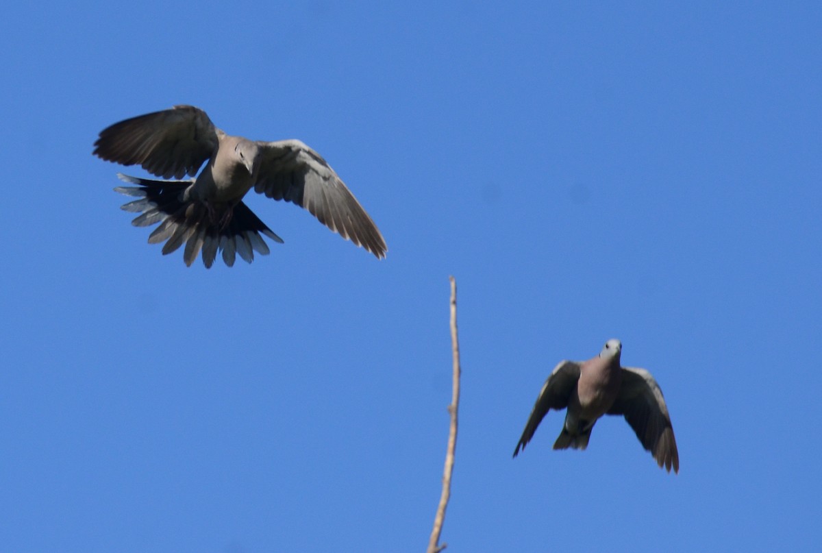 Red Collared-Dove - ML81466241