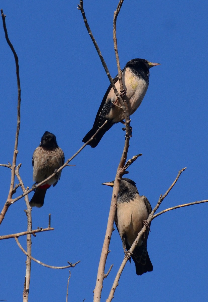 Rosy Starling - ML81466331