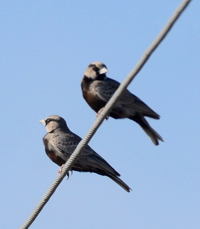 Ashy-crowned Sparrow-Lark - ML81466431