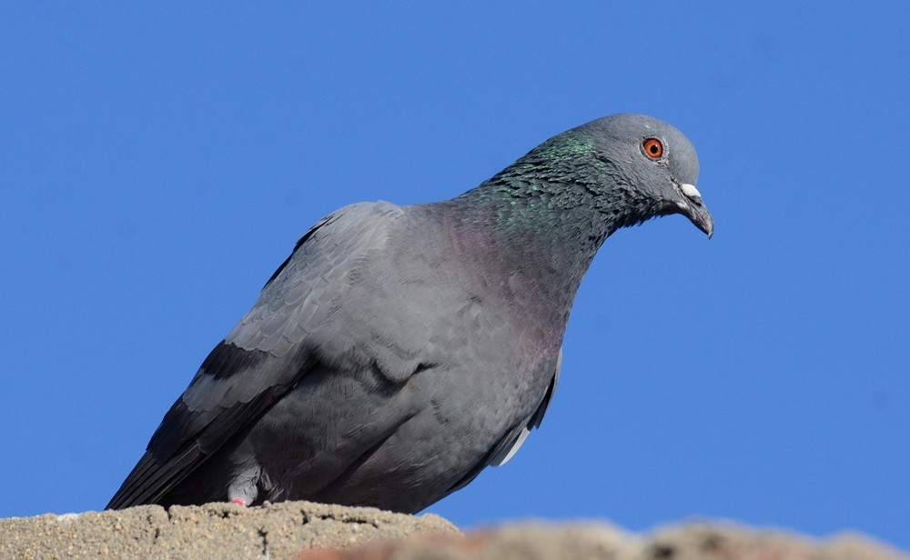 Rock Pigeon (Feral Pigeon) - ML81466471