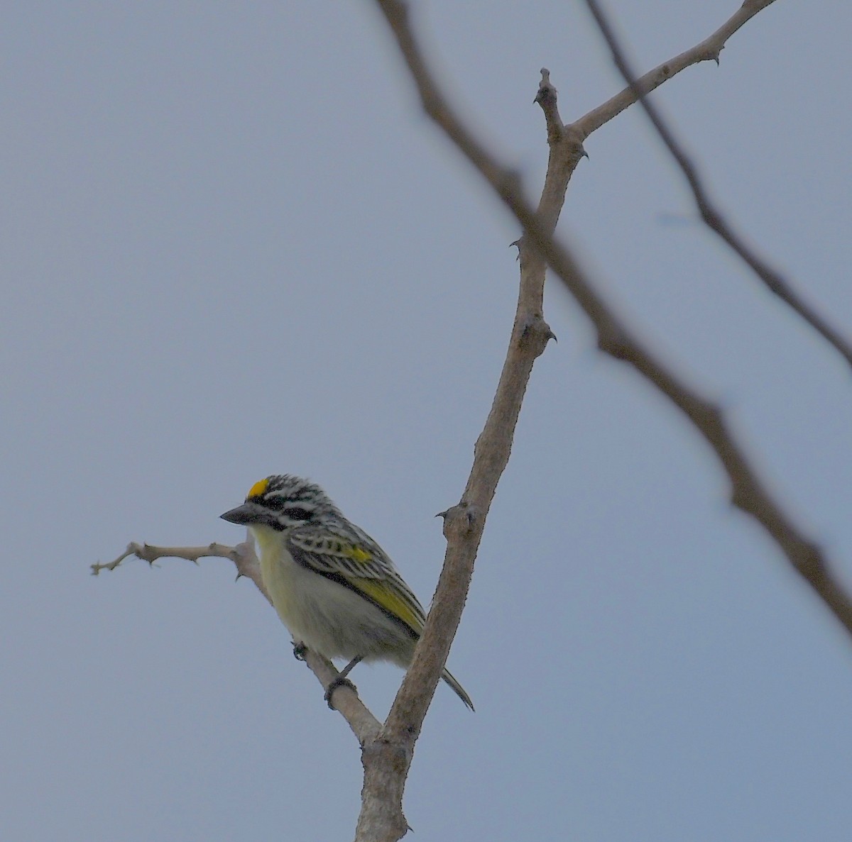 tinkerbird sp. - ML81467011