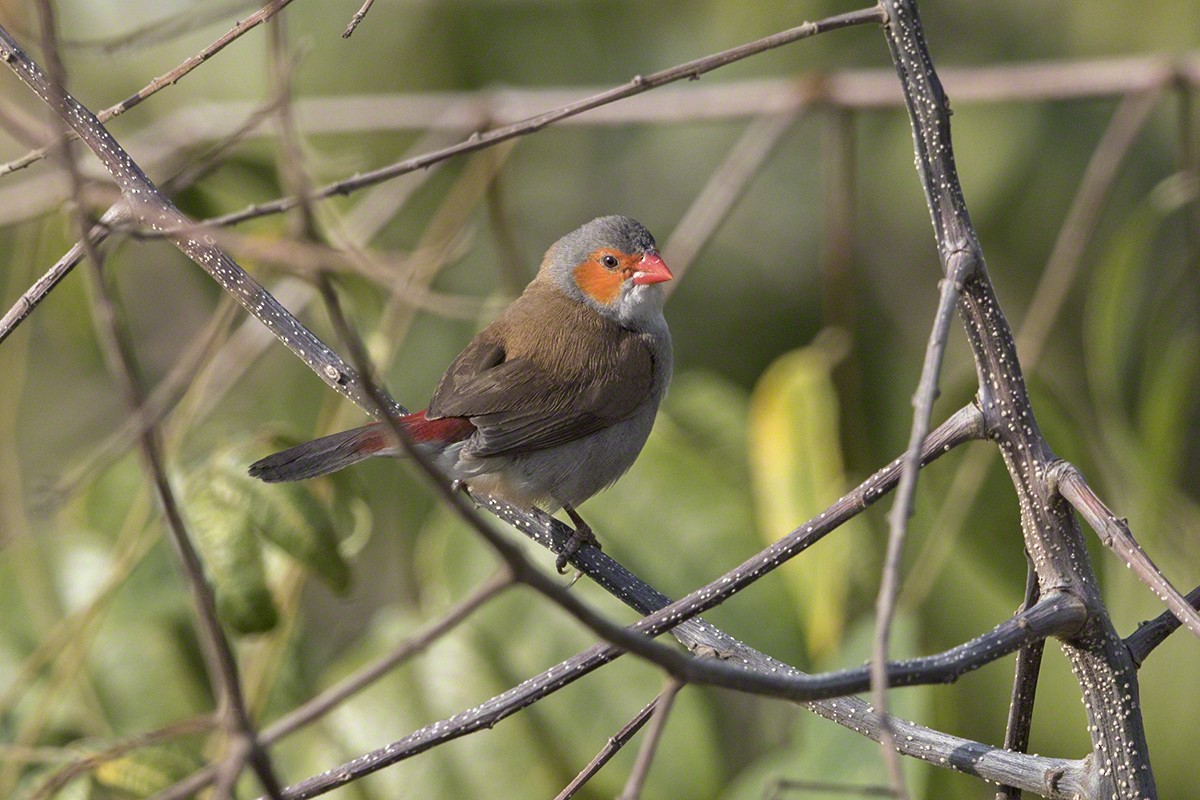 Orange-cheeked Waxbill - ML81468461