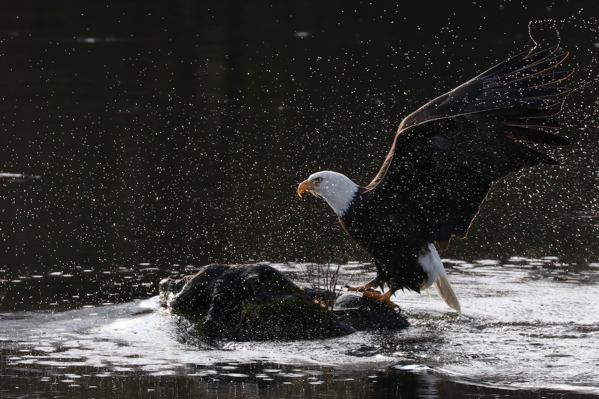 Bald Eagle - Warren Cronan