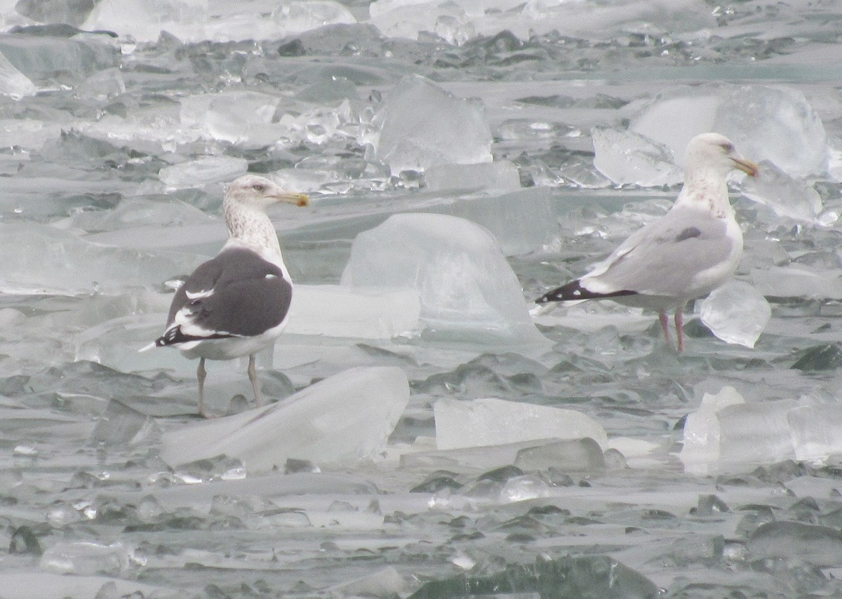 Kelp x American Herring Gull (hybrid) - ML81468851