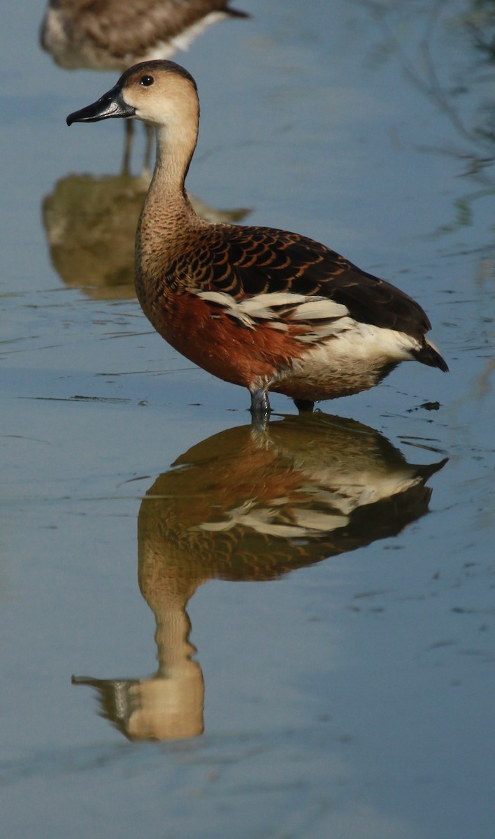 Wandering Whistling-Duck - ML81469841