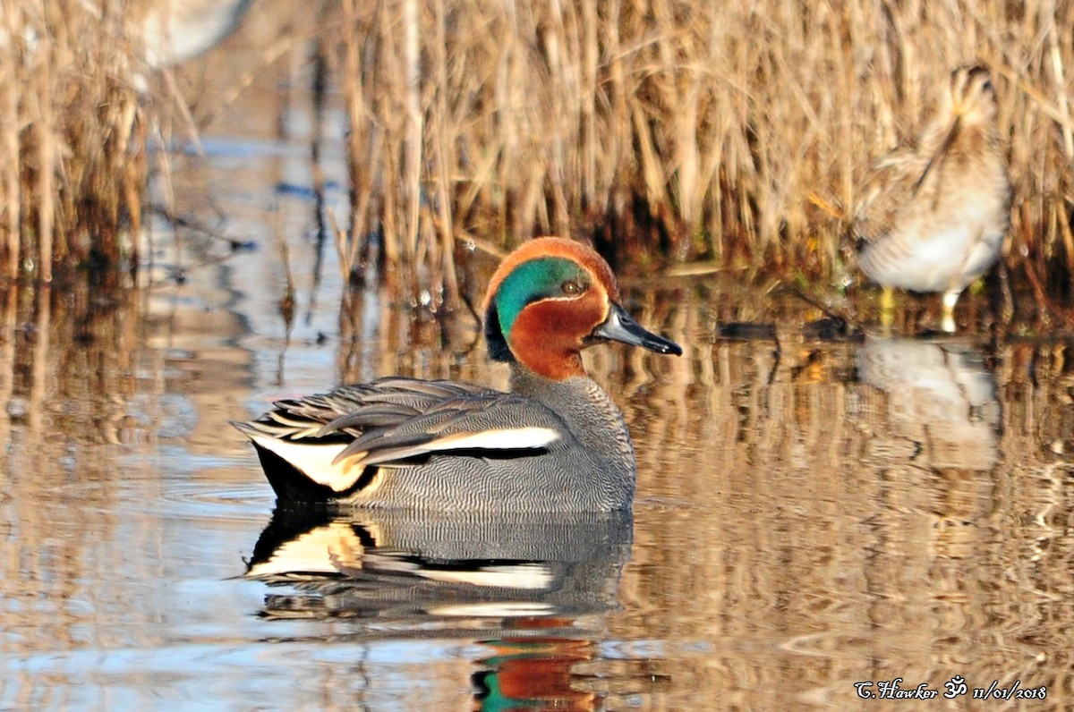 Green-winged Teal - ML81473361