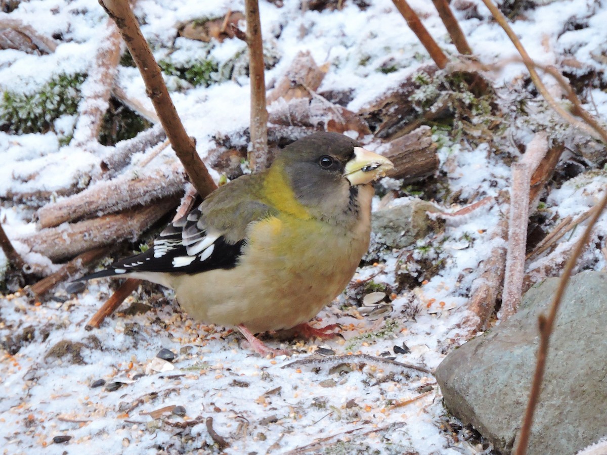 Evening Grosbeak - ML81473501