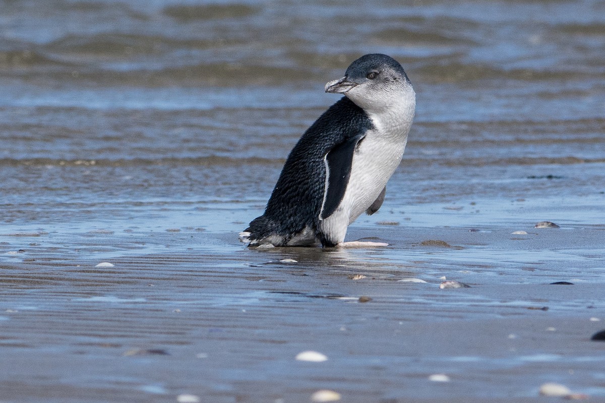 Little Penguin - ML81473581