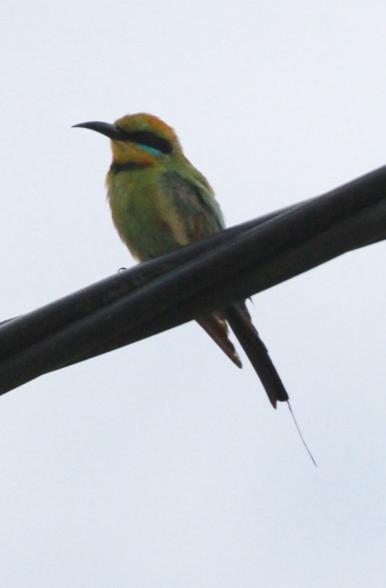 Rainbow Bee-eater - ML81474681