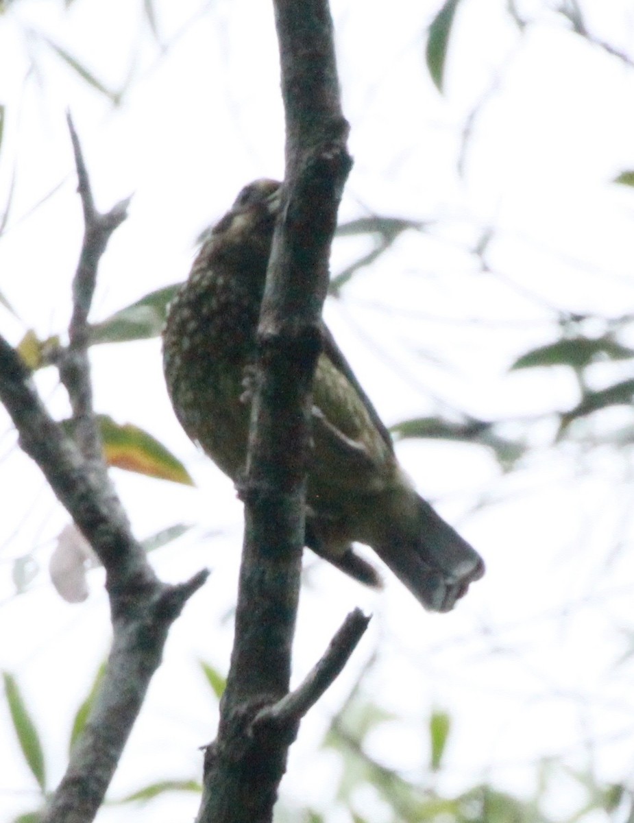 Крапчатая птица-кошка - ML81474691