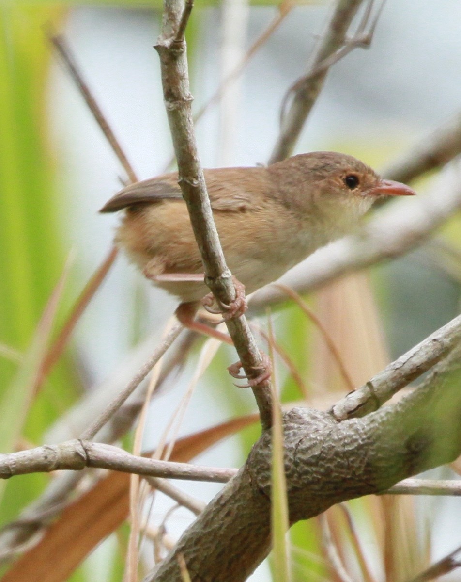 Чёрно-красный малюр - ML81474701