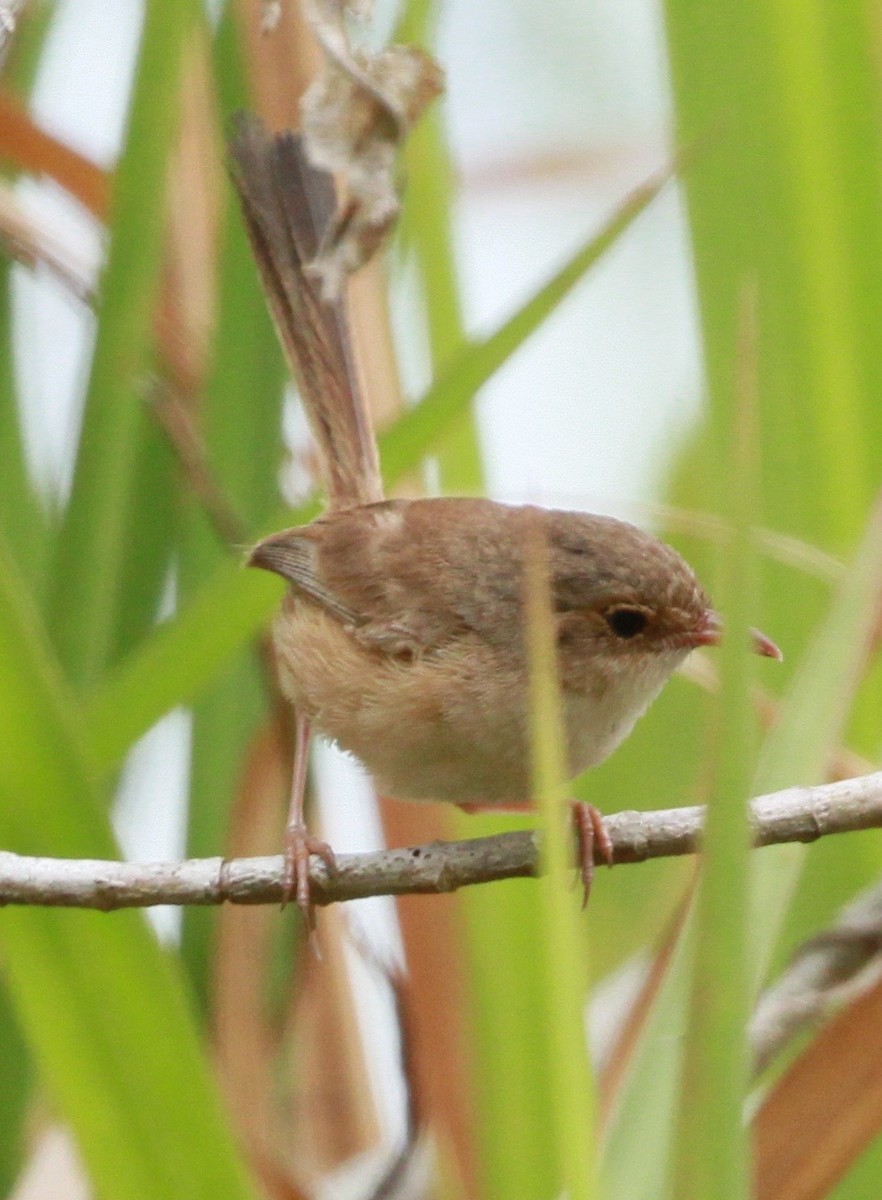 Чёрно-красный малюр - ML81474711