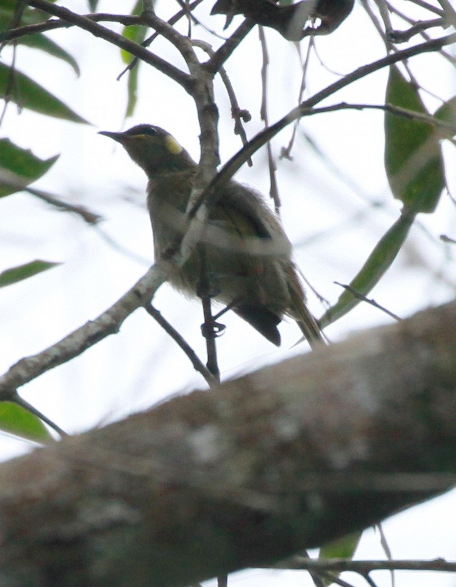 Малый медосос - ML81474721