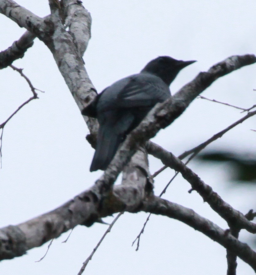 Чернолицый воронец - ML81474761