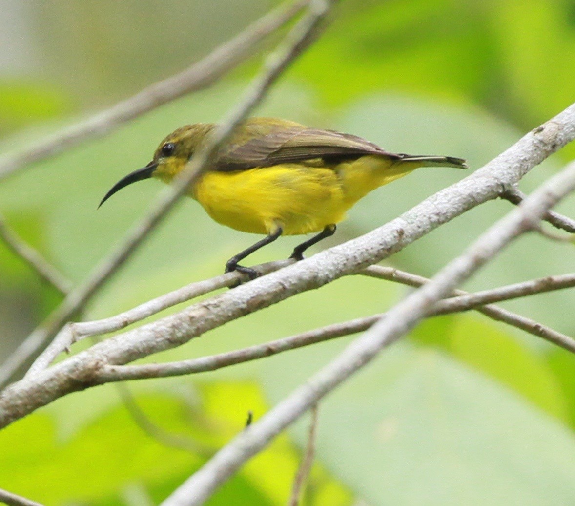 Sahul Sunbird - ML81474881