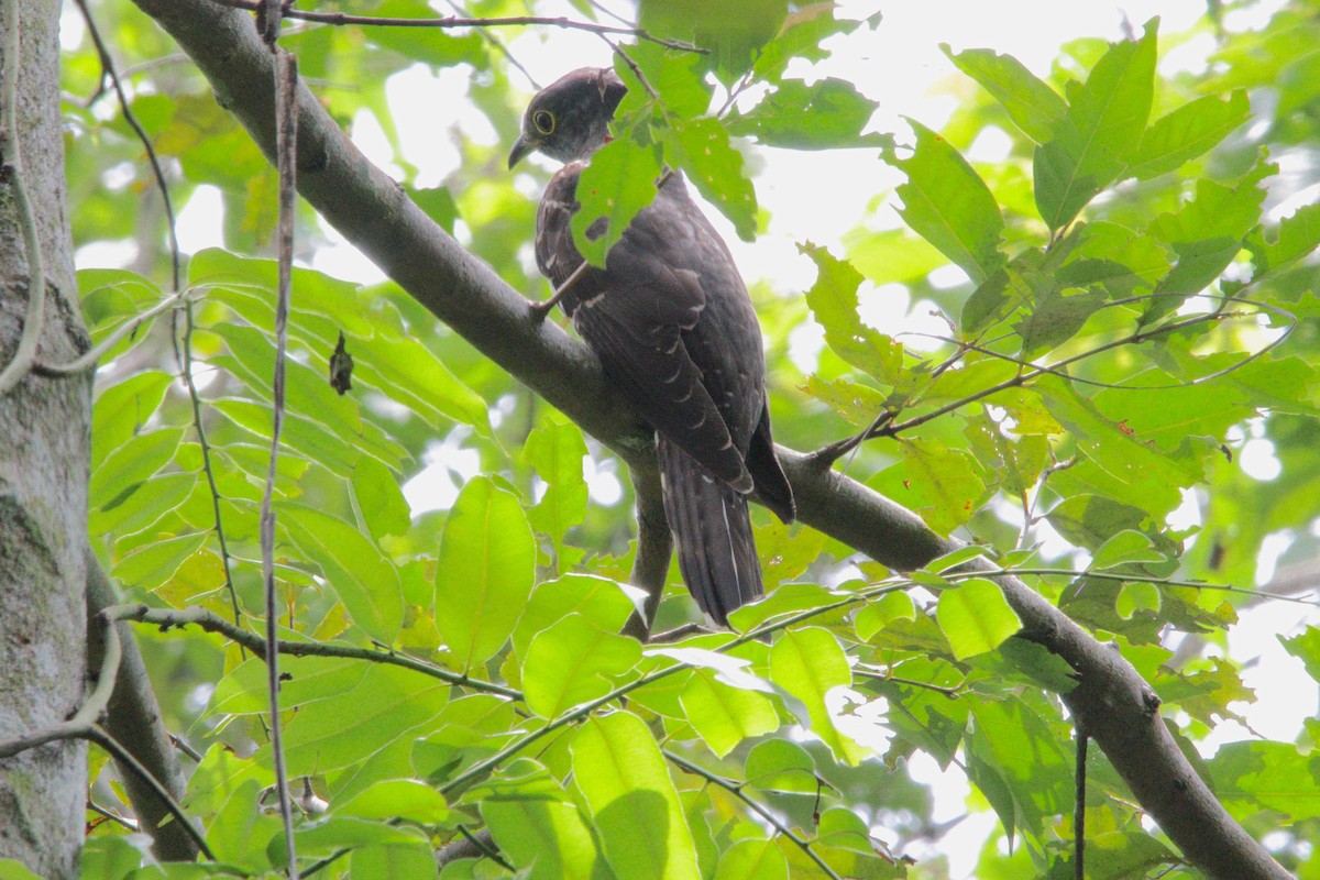 Indian Cuckoo - ML81475021