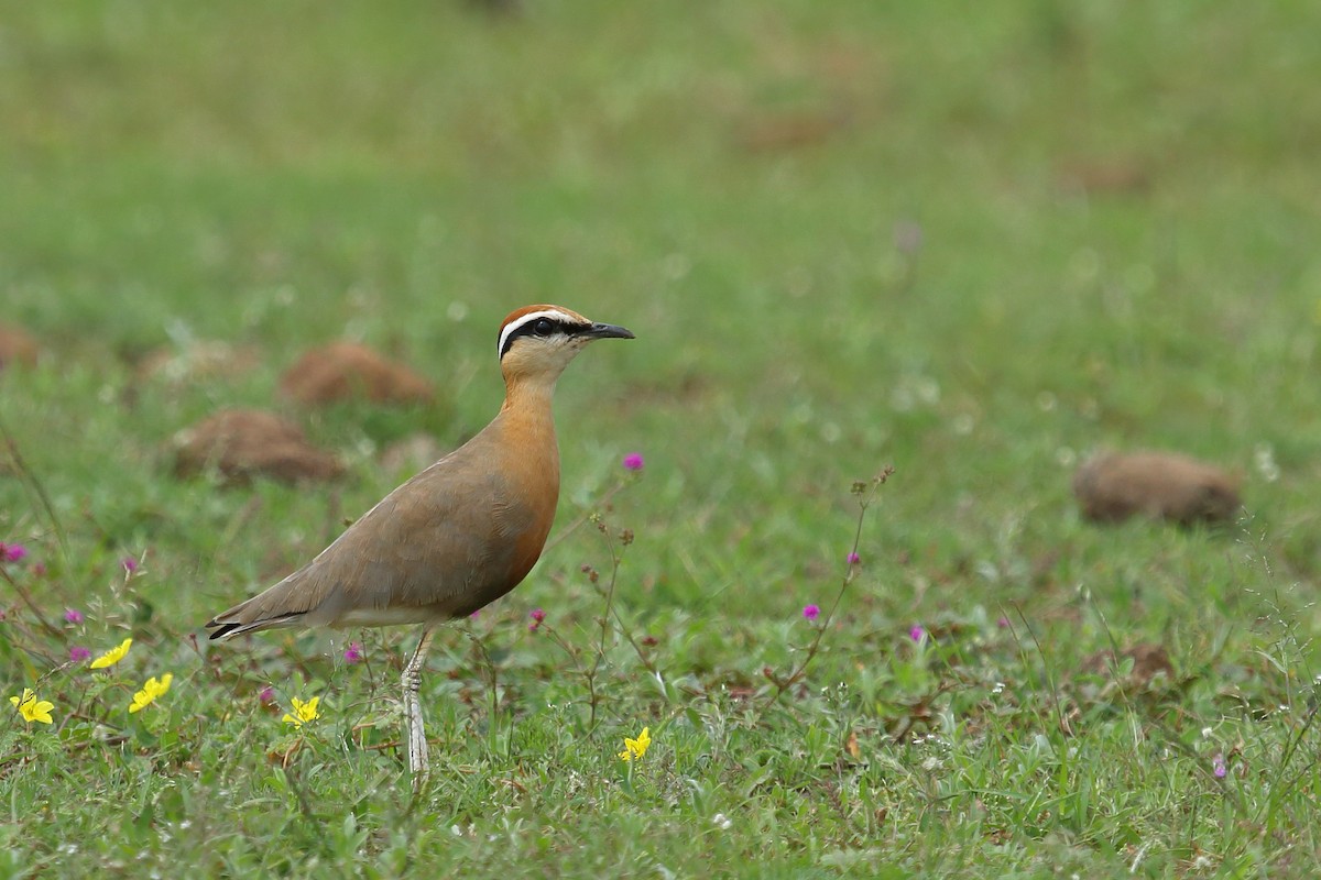 Indian Courser - ML81475241