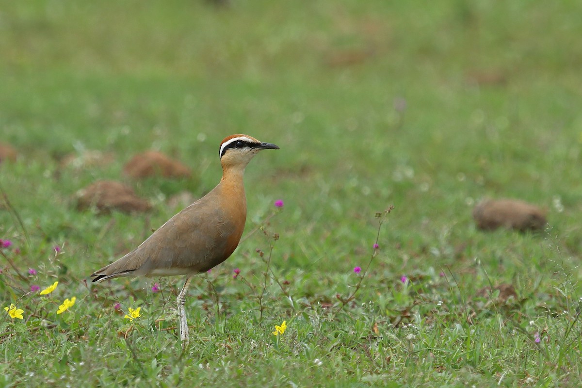 Indian Courser - Raaj  Bora