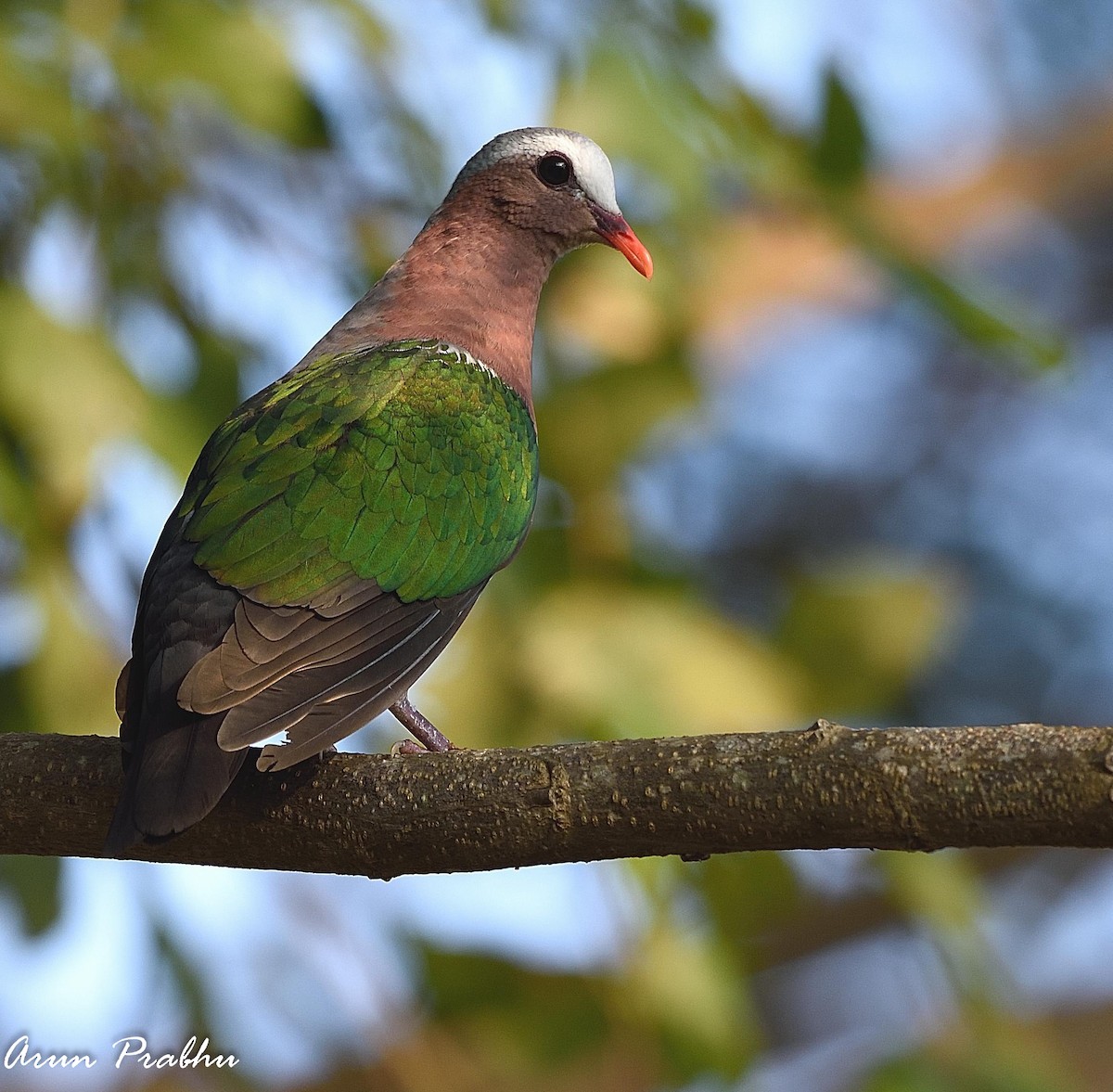 Asian Emerald Dove - ML81476251