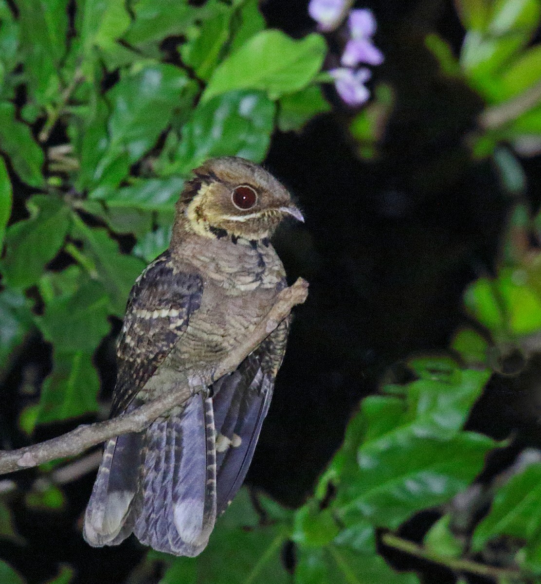 Jerdon's Nightjar - ML81477911